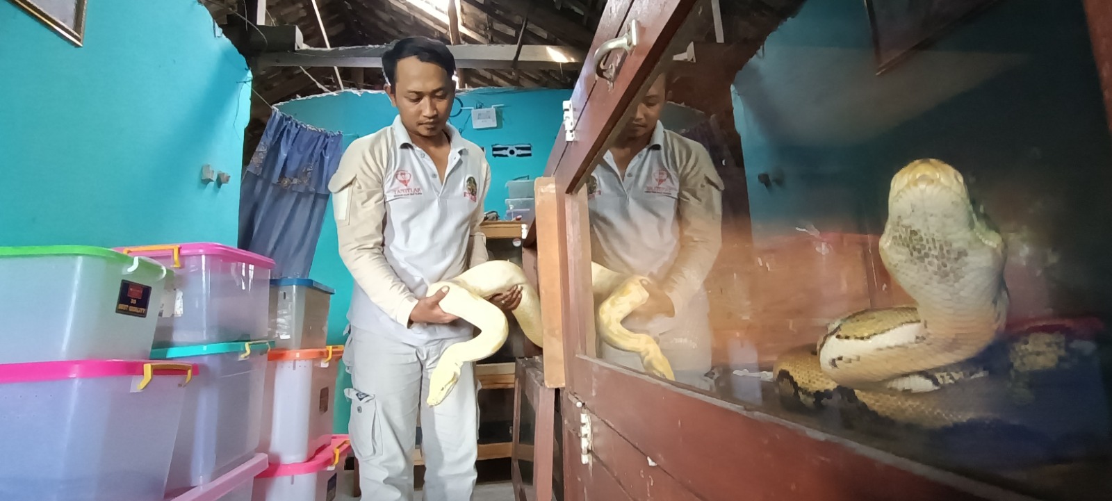 BUKAN KOLEKSI: Agus Mujiono, anggota Tantular menunjukkan ular sanca albino yang berhasil diamankan. Ular tak berbisa itu kini jadi sarana edukasi.
