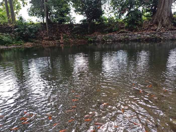 JERNIH: Kondisi sumber Jambu yang dipenuhi dengan ikan-ikan.