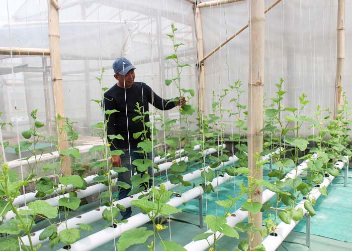 SUBUR: Rustam berada di antara tanaman melon hidroponik.