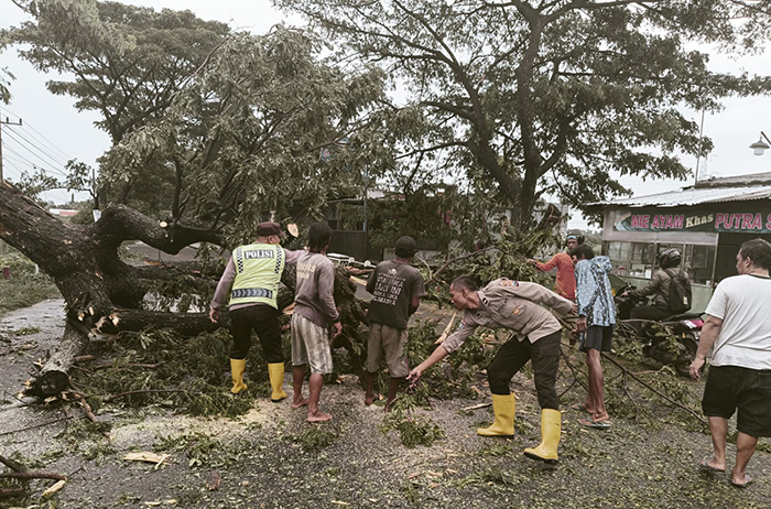 GOTONG ROYONG: Petugas kepolisian bersama warga berusaha memotong pohon yang tumbang di jalan raya Desa/Kecamatan Plemahan kemarin.