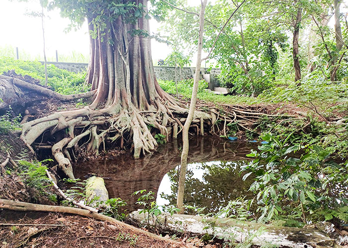 PENUH AIR: Kondisi Sumber Bogem, yang dikelilingi pepohonan tapi kurang terawat.