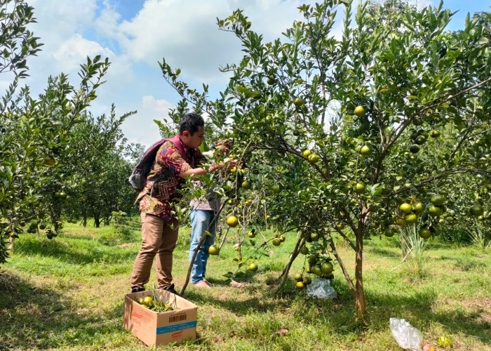 MENARIK: Pengunjung sedang memetik buah jeruk yang dapat dimakan gratis.