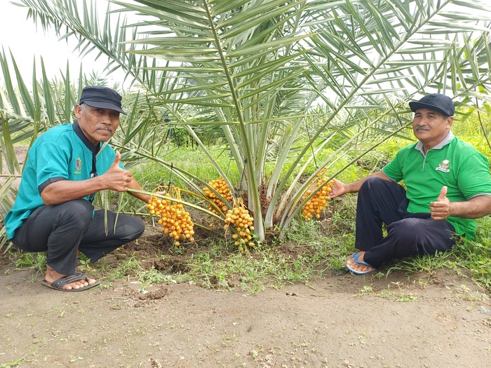 LANGKA: Komunitas Kurma yang mengembangkan pohon kurman di Kediri.
