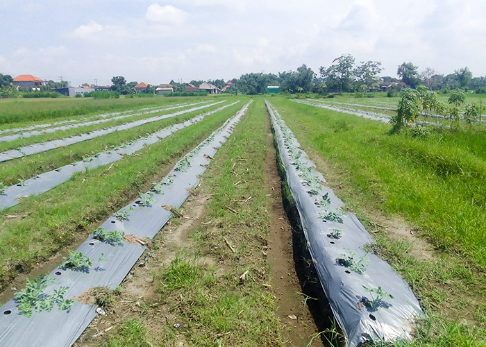 SUBUR : Tanaman semangka yang ditanam di lahan persawahan Desa Sambiresik, Kecamatan Gampengrejo bisa berukuran jumbo ketika masa panen.