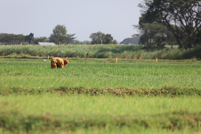 TERBENTANG LUAS: Salah seorang petani sedang beraktivitas di lahan persawahan yang berada di wilayah Kecamatan Mojoroto. Musim tanam raya, petani diimbau waspada ancaman hama.