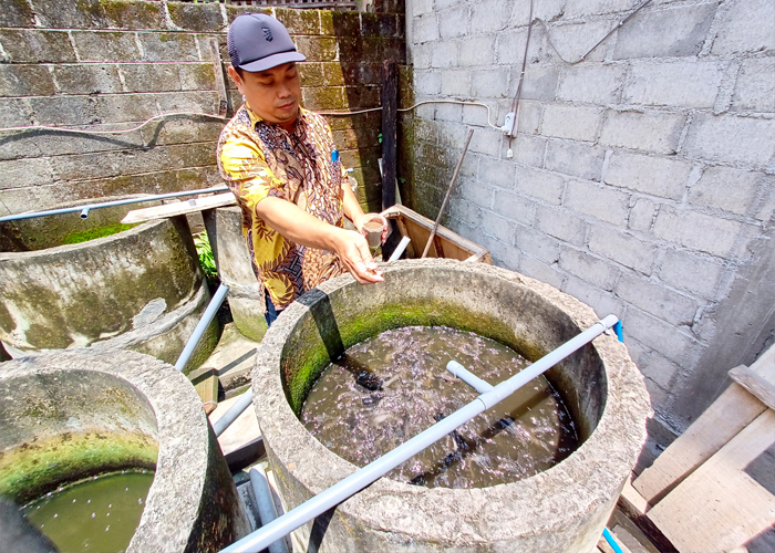 MANDIRI: Desa Plosolor, Kecamatan Plosoklaten memiliki dua dusun. Salah satunya dikenal sebagai Kawasan Budidaya Ikan Lele. Yaitu di Dusun Pipitan.