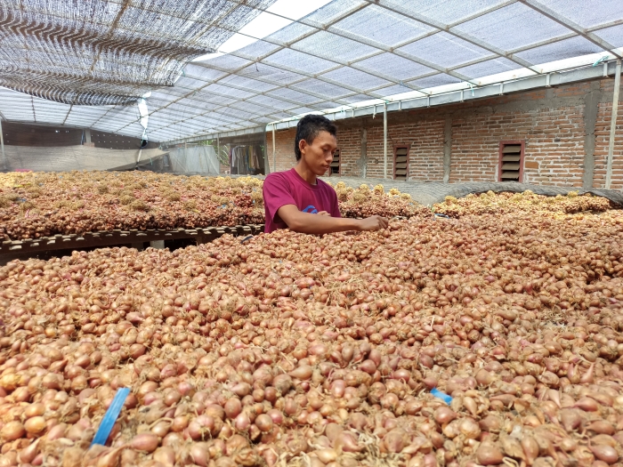 MAHAL: Yosi, petani asal Desa Mojoayu, Kecamatan Plemahan menjemur bawang merah di rumahnya. Setelah lebaran, harga jual tembus Rp 55 ribu per kilogram hingga kemarin.