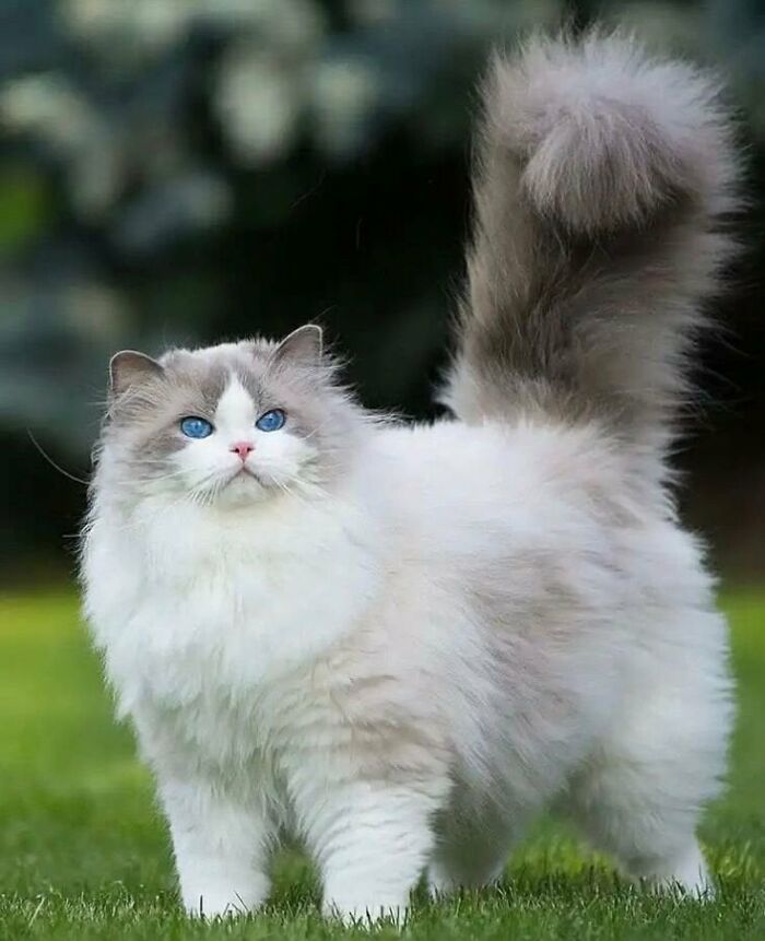 Kucing peliharaan