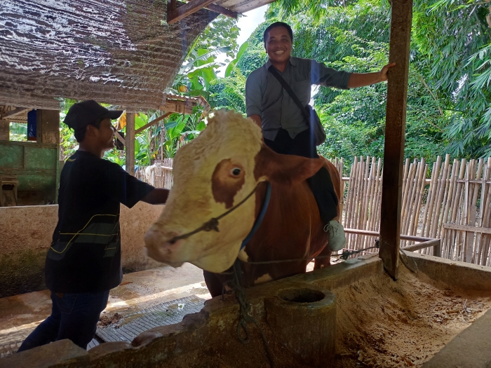 HOBI TERNAK: Salah satu perangkat Desa Gondang menunjukkan salah satu sapi milik kelompok ternak Ngudi Rukun.