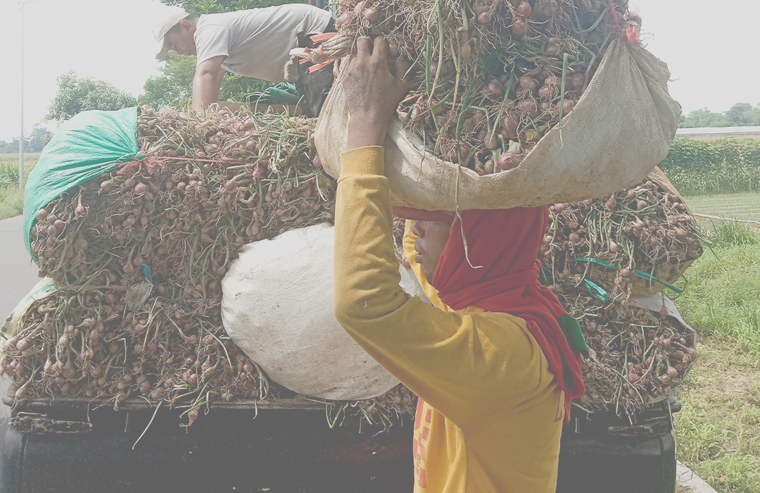 Buruh tani mengangkut bawang merah yang baru saja dipanen. Saat ini, hasil panen semakin merosot karena petani di Kabupaten Kediri beralih ke tanaman lainnya.