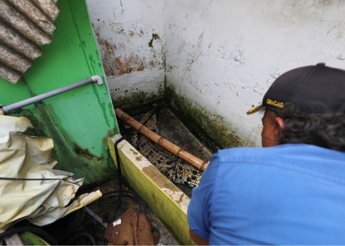 HATI-HATI: Supriyadi, petugas Damkar Kabupaten Kediri, berusaha mengikatkan tali pada buaya hendak dievakuasi dari rumah di Desa Kayenlor, Kecamatan Plemahan, Kabupaten Kediri kemarin.
