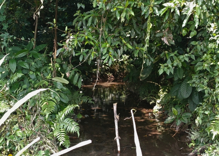 KONSERVASI: Ficus langka dan raksasa tumbuh di kawasan Sumber Pedet.