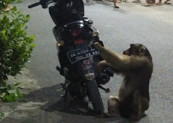 KABUR: Monyet menggantung di motor milik warga Betet.