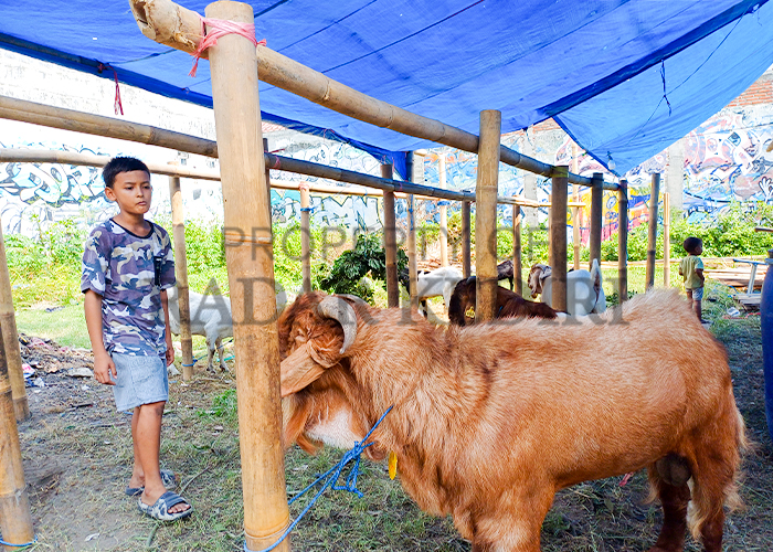 MENJAMUR: Lapak hewan kurban Idul Adha di Kelurahan Ngronggo, Kecamatan Kota jadi perhatian anak-anak.