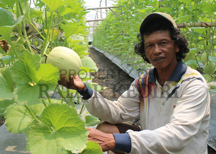 INPIRATIF: Usaha pembenihan melon di Desa Senden,Kecamatan Kayenkidul berhasil menjadi lumbung pendapatan.