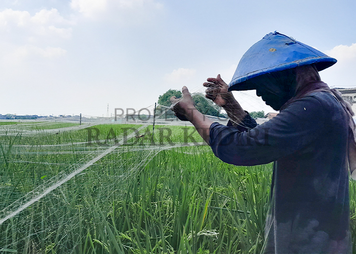SIAP PANEN: Arif Mohadi, petani asal Desa Kwadungan, Ngasem memasang jaring untuk mengantisipasi serangan hama burung.