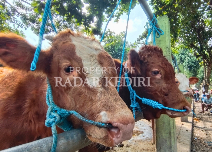 Pedagang sapi di Pasar Hewan Ngadiluwih mengikat sapi. Awas kasus LSD kembali muncul