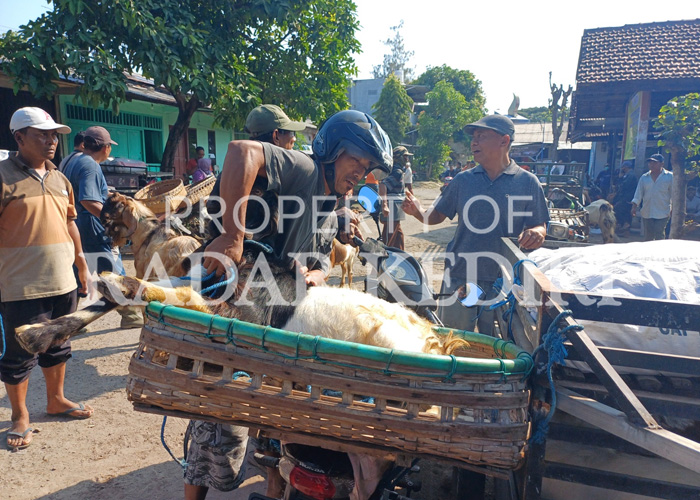 AYO NAIK: Pedagang Pasar Hewan Muning, Kelurahan Bandar Kidul membawa kambing ke atas keranjang motor.