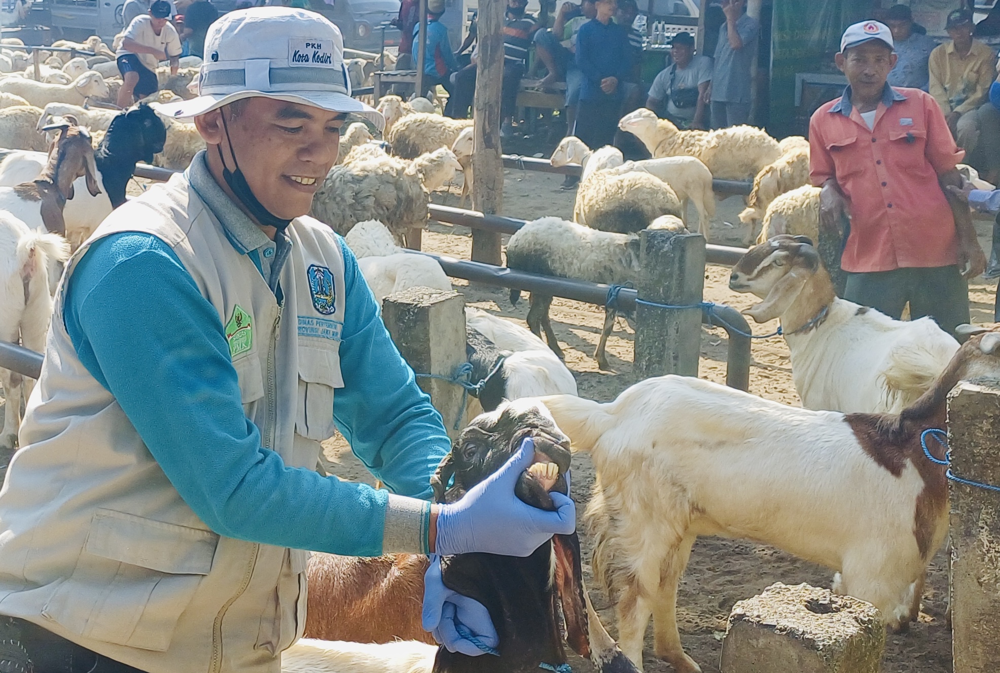 PERIKSA: Petugas dari Dinas Ketahanan Pangan dan Pertanian Kota Kediri memantau kondisi hewan kurban di Pasar Muning.