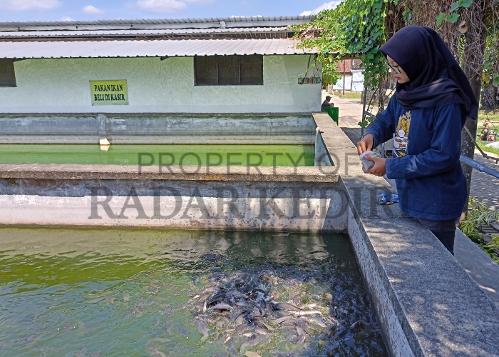 DESTINASI WISATA: Wisata Kampung Lele di Desa Tales, Kecamatan Ngadiluwih bisa menjadi opsi untuk liburan.