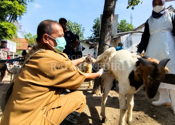 TELITI: Petugas DKPP Kabupaten Kediri memeriksa kondisi hewan kurban di&nbsp;Pasar&nbsp;Grogol.