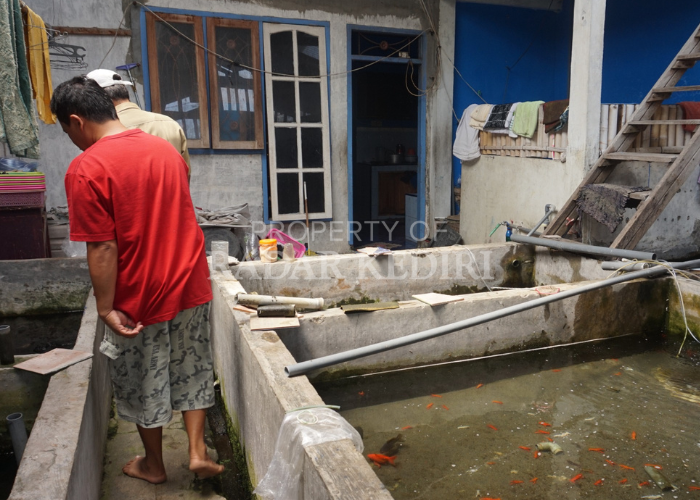 SUKSES : Agus sedang memperlihatkan budidaya ikan cupang yang ia tekuni sejak tahun 2005.
