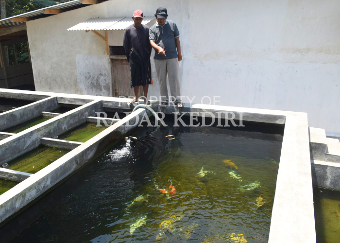 POTENSIAL: Budidaya ikan hias di Desa Karanganyar, Kecamatan Wates mampu menjadi salah satu andalan desa. Pemdes setempat mengajak kolaborasi dalam paket wisata.