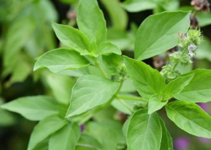 Daun Kemangi