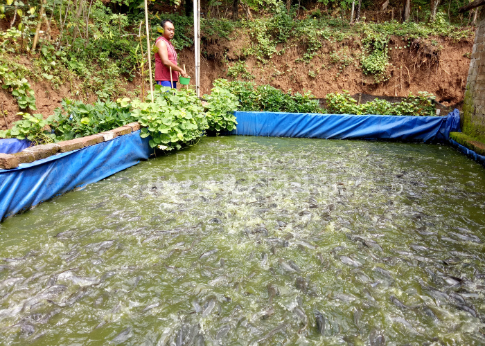 SEKTOR PERIKANAN: Ferdi Siswanto memberi makan ribuan ekor ikan lele di kolam terpal miliknya.