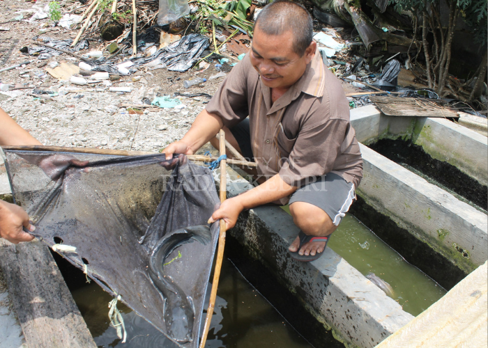 PERIKANAN: Purnadi sedang melihat kondisi lelenya yang berada di kolam miliknya yang berada di Desa Pelem, Kecamatan Pare.