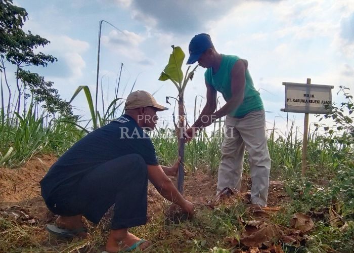 RUSAK: Warga menunjukkan bibit pohon pisang di lahan eks HGU Desa/Kecamatan Puncu yang diduga dicabut oleh pihak PT Karunia&nbsp;Rejeki&nbsp;Abadi