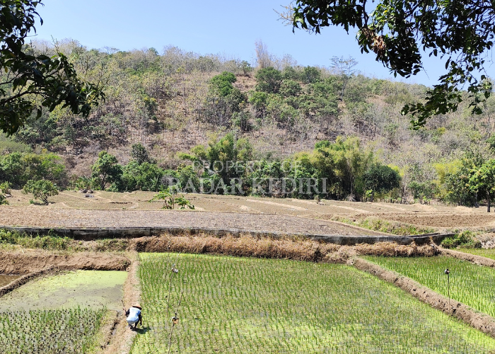 TERANCAM KERING: Petani di Desa Kalipang, Grogol menggarap lahan pertaniannya yang terancam kekeringan.