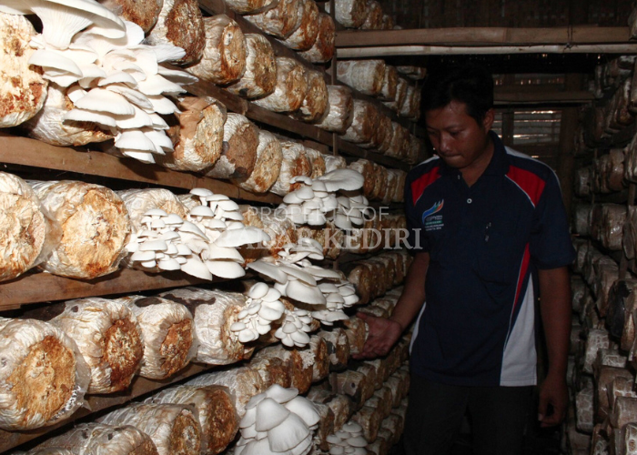 TELITI: Nanang memanen jamur di rumahnya. Usahanya sangat menguntungkan.
