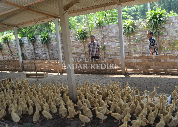BUDIDAYA: Peternak sedang mengawasi ternak itik di kandang. Itik di Desa Dawung, Kecamatan Ringinrejo menjadi salah satu unggulan.