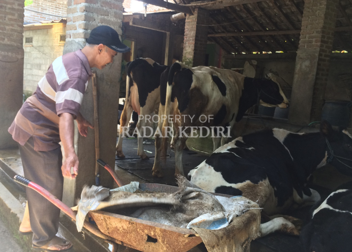 INOVATIF: Peternak sapi di Desa Sidomulyo, Kecamatan Wates memeriksa kebersihan kandang.