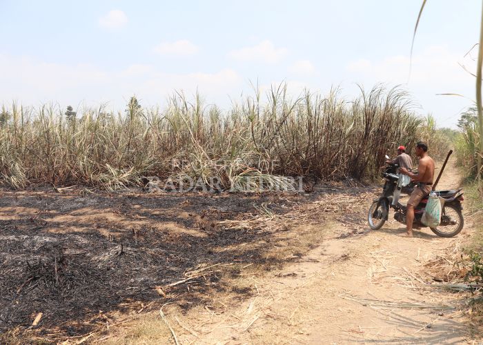 HANGUS: Warga Desa/Kecamatan Kepung melihat lokasi kebakaran di lahan tebu. Kebakaran ini menyebabkan kerugian mencapai Rp 70 juta.
