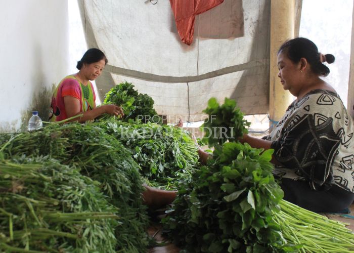 ULET: Surini (kiri), warga Desa Rembang, Ngadiluwih memilih sayuran segar untuk dijual kembali.