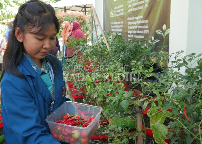 BERHASIL: Siswi SMPN 6 Kota panen hasil tanaman cabai dan tomat