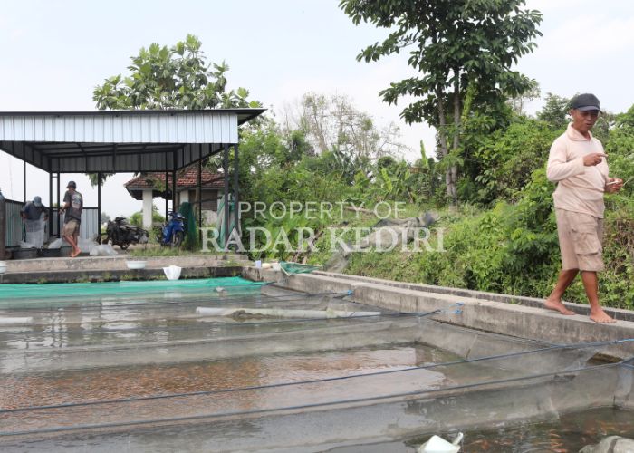 SEPI Kolam ikan milik warga Dusun Surowono, Desa Canggu, Badas hingga kini tak kunjung laku.