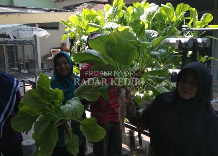 SEGAR: Warga Desa Turus, Gurah, Kabupaten Kediri menunjukkan sawi hidroponik yang mereka tanam.