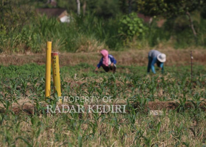 TAK JELAS: Petani sedang menggarap lahan pertanian yang ada patok tolnya di wilayah Mojo.