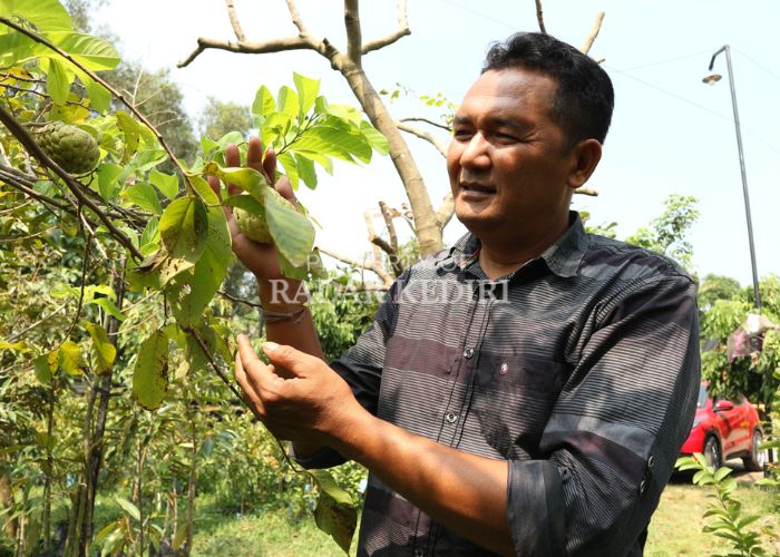 INSPIRATIF: Kepala Desa Jambu Agus mengamati pertumbuhan buah srikaya yang ditanamnya.