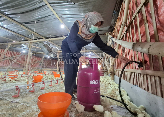 CEK LAPANGAN: Kepala Dinas Perdagangan Kabupaten Kediri mengecek pemakaian elpiji untuk penghangat ayam di kandang ternak. Tim masih mendapati peternak yang nekat menggunakan elpiji melon.