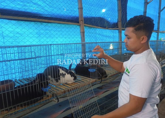 TELATEN: Rizky memberi makan kelinci di peternakan miliknya di Desa Klanderan, Plosoklaten, Kabupaten Kediri.