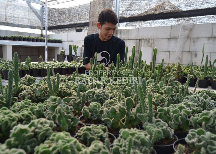 BANYAK DIMINATI: Fery memeriksa tanaman kaktus yang ada di rumahnya.