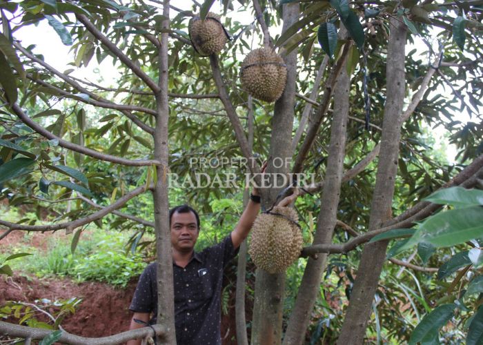 LEZAT: Kepala Desa Kanyoran Yitna menunjukkan potensi durian di desanya.