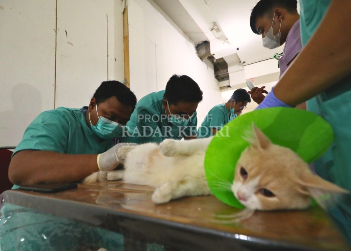 TELITI: Sejumlah dokter hewan dari PDHI Jatim X melakukan kastrasi atau kebiri terhadap&nbsp;puluhan&nbsp;kucing.
