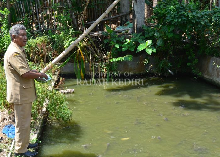BERI MAKAN: Potensi peternakan ikan lele di Desa Kedak, Semen banyak digemari warga.