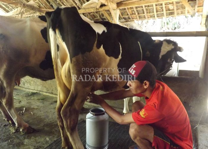 PERAH SUSU: Sektor peternakan sapi perah di Desa Jugo, Mojo, Kediri menjadi salah satu unggulan.