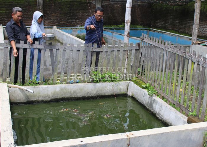 LADANG CUAN: Warga memberi makan ikan lele di Desa Siman, Kecamatan Kepung.